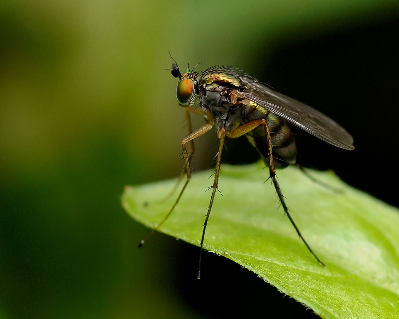 Mosquito-Wallpapers-7